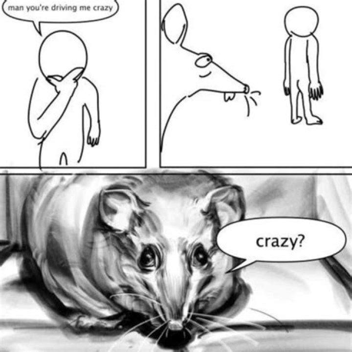 Crazy I Was Crazy Once