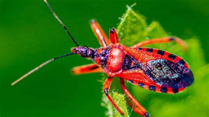 Red flying bug - How To Discuss