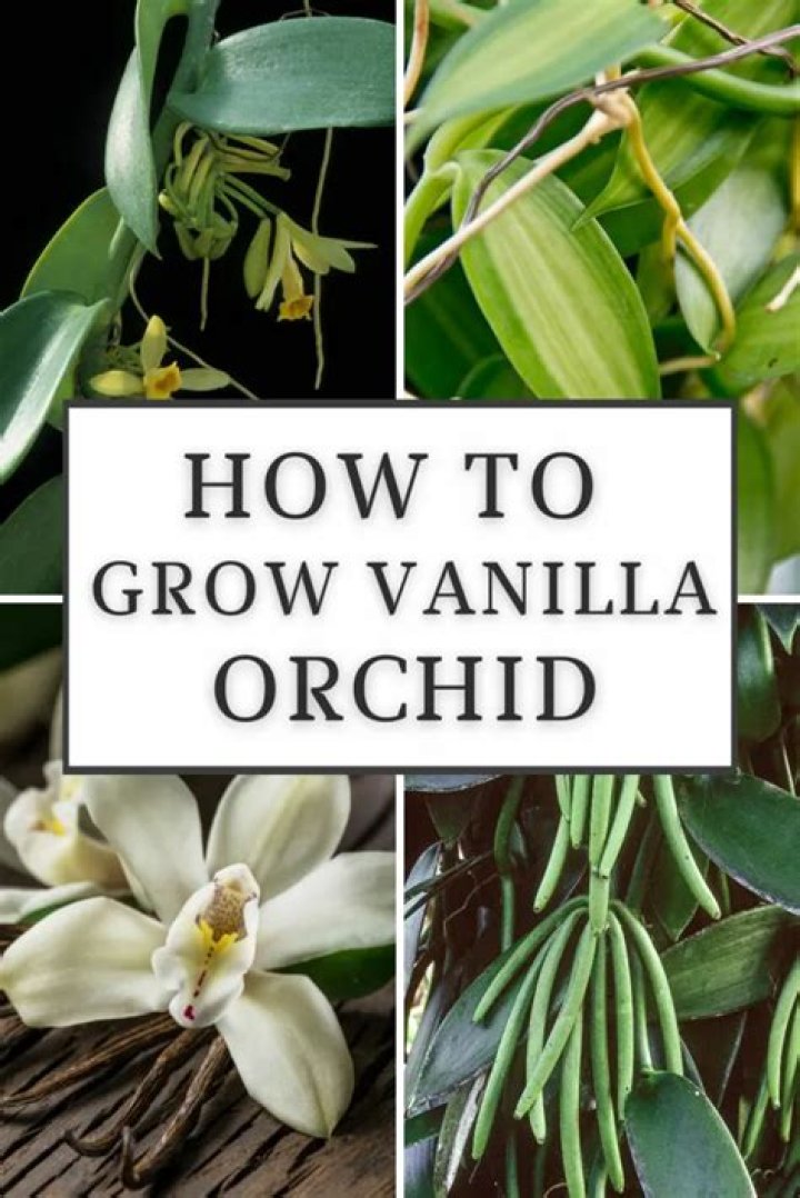 Vanilla tree - How To Discuss